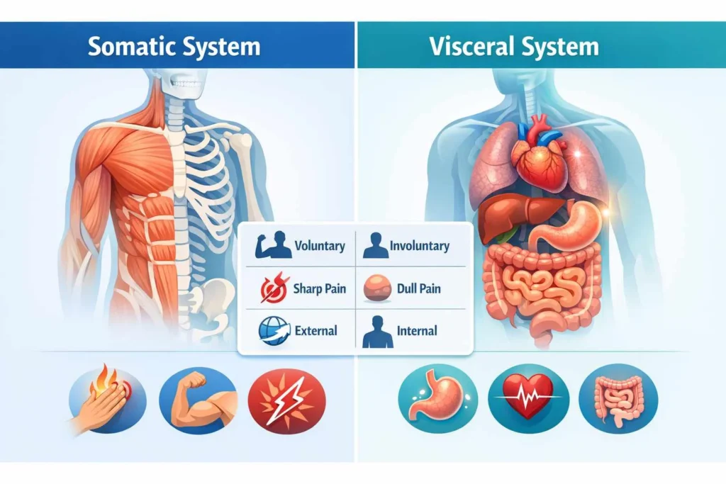 somatic vs visceral