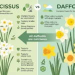 narcissus vs daffodil